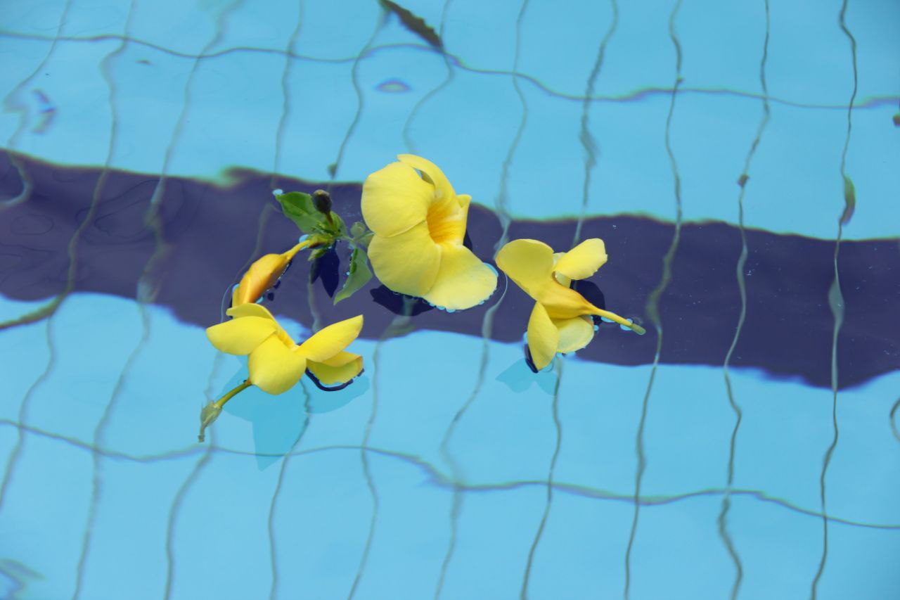 yellow flowers on a blue surface